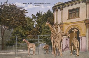 Zoológico de Colonia, Jirafas de Photographer German
