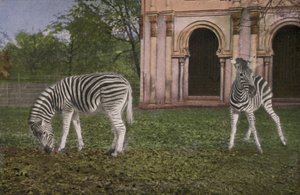 Zoológico de Colonia, Cebras