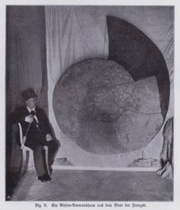 Fósil de un ammonite gigante, criatura marina del período Jurásico de Photographer German