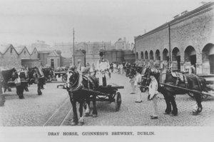 Caballo de tiro, Cervecería Guinness, Dublín, Irlanda