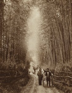Bosque de bambú, Japón