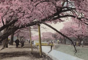 Japón, c.1912: Cerezos en flor en Koganei, cerca de Tokio de Photographer Japanese