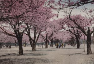 Japón, c.1912: Cerezos en flor en el Parque Uyeno, Tokio