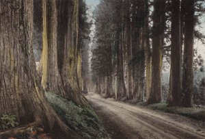Japón, c.1912: Camino de Cryptomeria, Nikko