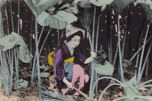 Japón, c.1912: Enorme Ruibarbo de Pantano, planta silvestre, Akita