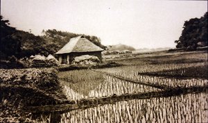Campos de arroz en Japón