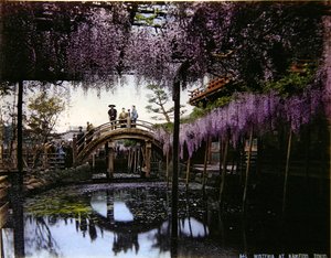Glicinas en un jardín en Kameido, c.1900 de Photographer Japanese