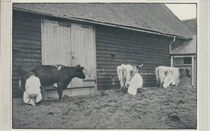 Ordeñando vacas, 1910 de Pictorial Agency