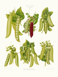 Guisantes del álbum de Ernst Benary (1876-1886) de PictufyErnst Benary