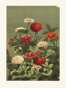 Zinnias, de Ellen Thayer Fisher de Pictufy