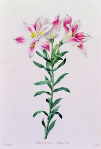 Alstroemeria Peregrina (grabado en color) de Pierre Joseph Redouté