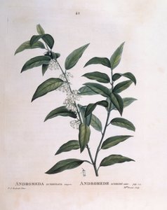 Andromeda acuminata, placa botánica de Pierre Joseph Redouté de Pierre Joseph Redouté