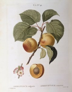Albaricoque (Armeniaca vulgaris o Prunus armeniaca), Henry Louis Duhamel du Monceau, placa botánica por Pierre Joseph Redouté de Pierre Joseph Redouté
