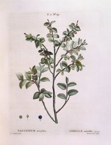 Arándano (Vaccinium myrtillus), placa botánica de Pierre Joseph Redouté