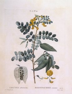 Sen de vejiga (Colutea arborescence), placa botánica de Pierre Joseph Redouté de Pierre Joseph Redouté