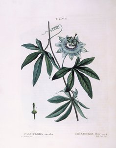Flor de la pasión azul (Passiflora caerulea), placa botánica de Pierre Joseph Redouté