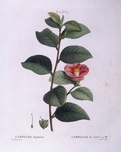 Camellia (Camellia japonica), placa botánica por Pierre Joseph Redouté de Pierre Joseph Redouté