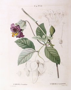 Vid de copa y platillo (Cobaea scandens), placa botánica por Pierre Joseph Redouté de Pierre Joseph Redouté