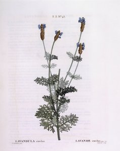 Lavanda francesa (Lavandula stoechas), Henry Louis Duhamel du Monceau, lámina botánica de Pierre Joseph Redouté de Pierre Joseph Redouté