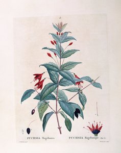 Fucsia (Fuchsia magellanica), placa botánica de Pierre Joseph Redouté de Pierre Joseph Redouté