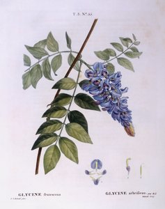 Glicina (Glycine frutescens), Henry Louis Duhamel du Monceau, lámina botánica de Pierre Joseph Redouté de Pierre Joseph Redouté