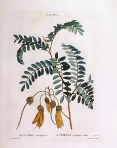 Kowhai (Sophora tetraptera o Edwardsia grandiflora), Henry Louis Duhamel du Monceau, placa botánica por Pierre Joseph Redouté de Pierre Joseph Redouté