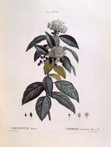 Laureola (Viburnum tinus), placa botánica de Pierre Joseph Redouté de Pierre Joseph Redouté