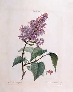 Lila (Syringa vulgaris), Henry Louis Duhamel du Monceau, placa botánica por Pierre Joseph Redouté de Pierre Joseph Redouté