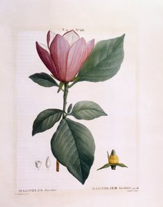 Magnolia (Magnolia discolour), Henry Louis Duhamel du Monceau, placa botánica por Pierre Joseph Redouté de Pierre Joseph Redouté