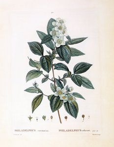 Falso jazmín (Philadelphus coronarius), placa botánica de Pierre Joseph Redouté de Pierre Joseph Redouté