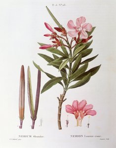 Adelfa (Nerium oleander), placa botánica de Pierre Joseph Redouté de Pierre Joseph Redouté