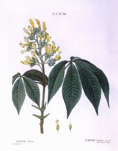 Pavia lutea, placa botánica de Pierre Joseph Redouté