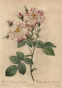 Rosa damascena rosa y blanca, Rosa damascena de Pierre Joseph Redouté