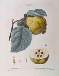 Membrillo (Cydonia communis), placa botánica de Pierre Joseph Redouté de Pierre Joseph Redouté