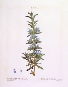 Romero (Rosmarinus officinalis), Henry Louis Duhamel du Monceau, placa botánica por Pierre Joseph Redouté