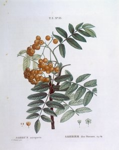Serbal o fresno de montaña europeo (Sorbus aucuparia), Henry Louis Duhamel du Monceau, placa botánica por Pierre Joseph Redouté de Pierre Joseph Redouté