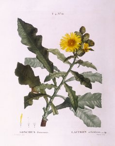 Cardos (Sonchus fruticosus), placa botánica de Pierre Joseph Redouté
