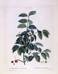 Bonetero (Euonymus verrucosus), placa botánica de Pierre Joseph Redouté de Pierre Joseph Redouté