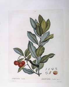 Madroño (Arbutus unedo), placa botánica por Pierre Joseph Redouté de Pierre Joseph Redouté