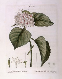 Volkameria fragrans, placa botánica de Pierre Joseph Redouté