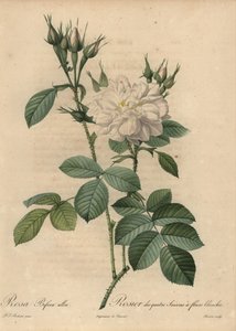 Rosa blanca, Rosa bifera alba de Pierre Joseph Redouté