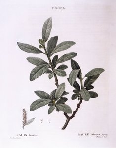 Sauce (Salix lanata), placa botánica de Pierre Joseph Redouté de Pierre Joseph Redouté