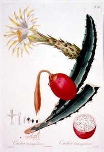 Cactus Triangularis, placa 26 de 