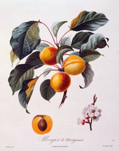 Frutas y flores de albaricoque Albergier De Montgamet, alrededor de 1846, grabado coloreado por Pierre-Antoine Poiteau de Pomologie Francaise, Francia de Pierre Antoine (after) Poiteau