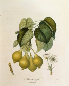 Albaricoque Real Muscat por Antoine Poiteau de Pierre Antoine (after) Poiteau