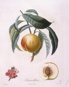 Durazno "Chancelliere", placa botánica de Pierre Antoine Poiteau de Pierre Antoine (after) Poiteau