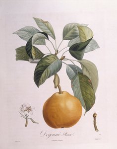 Pera "Doyenné roux" Henry Louis Duhamel du Monceau, lámina botánica por Pierre Antoine Poiteau de Pierre Antoine (after) Poiteau