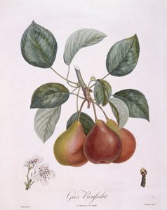 Pera "Gros Rousselet" Henry Louis Duhamel du Monceau, lámina botánica por Pierre Antoine Poiteau de Pierre Antoine (after) Poiteau