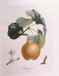 Pera "Talousie", Henry Louis Duhamel du Monceau, placa botánica por Pierre Antoine Poiteau de Pierre Antoine (after) Poiteau
