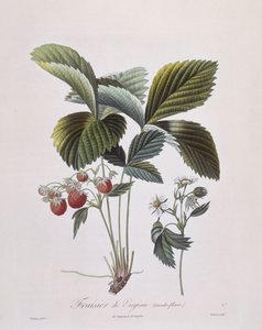 Fresa de Virginia (Fragaria virginiana), Henry Louis Duhamel du Monceau, placa botánica por Pierre Antoine Poiteau de Pierre Antoine (after) Poiteau